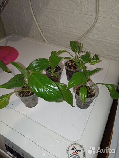 Замиокулькас