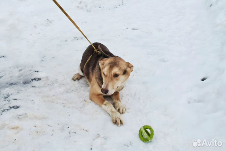 Щенок-подросток в дар