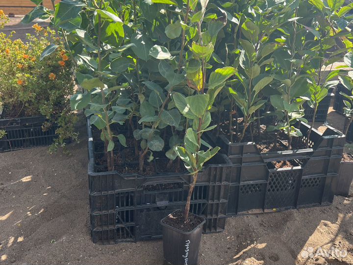 Яблоня колоновидная 