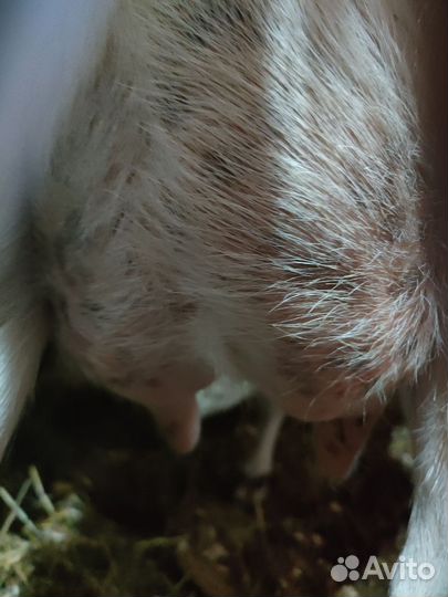 Козы дойные