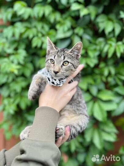 Котенок мальчик