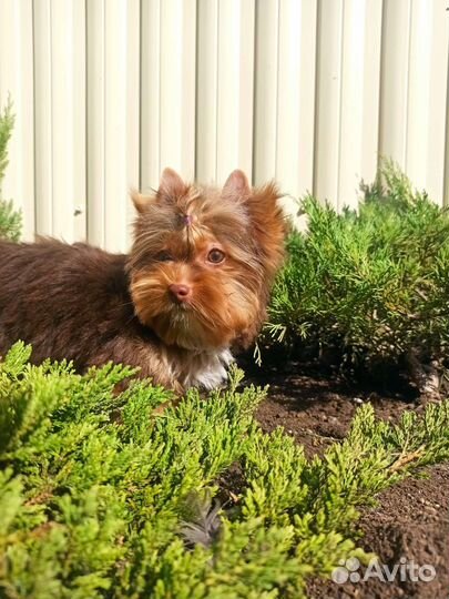 Мальчик шоколад с подпалом