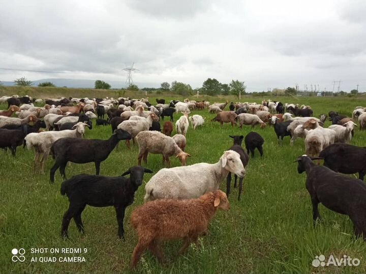 Овцы бараны ягнята оптом