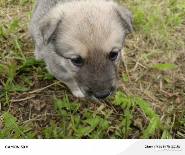 Продаю щенков