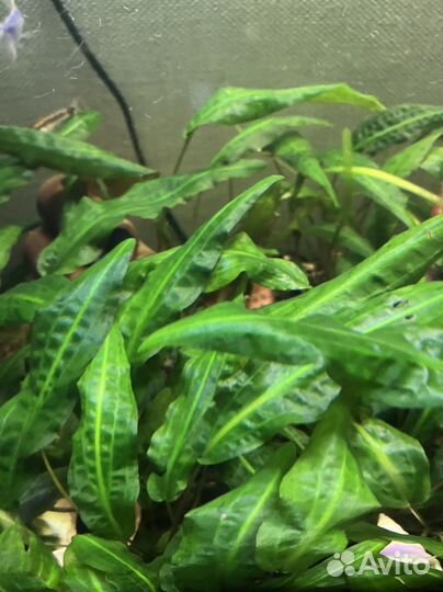 Аквариумное растение