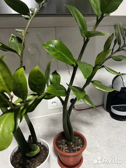 Цветок Замиокулькас