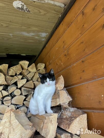 Котенок в добрые руки