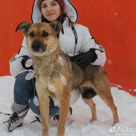 Собака в добрые руки, Лакки