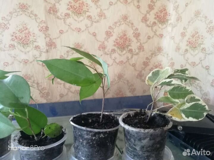 Фикусы, сансевиерия (ханни и трехполосая), хатиора