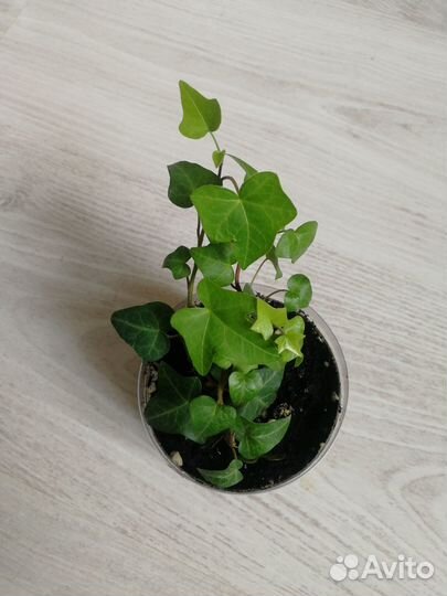 Плющ Хедера Ева (вар), обыкновенный, Чикаго