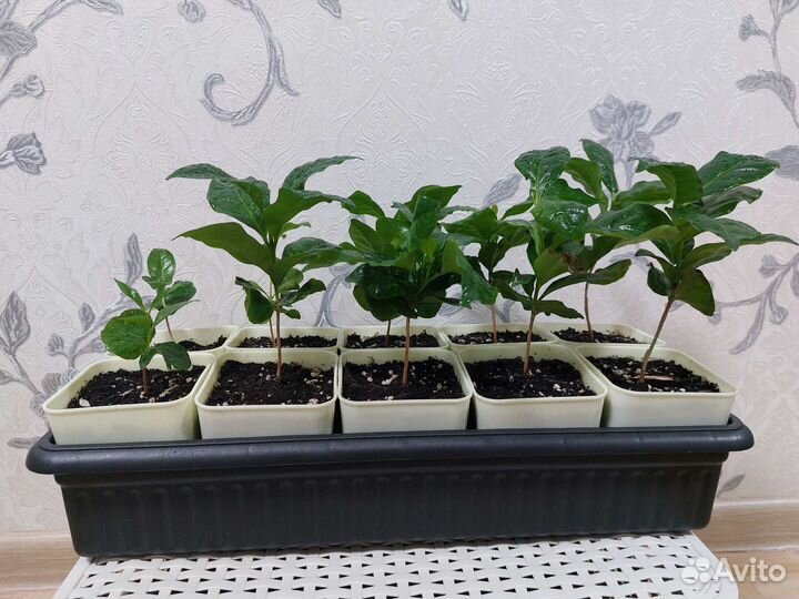 Кофе Арабика