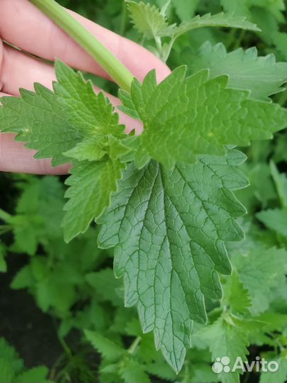 Мелиса (котовник)