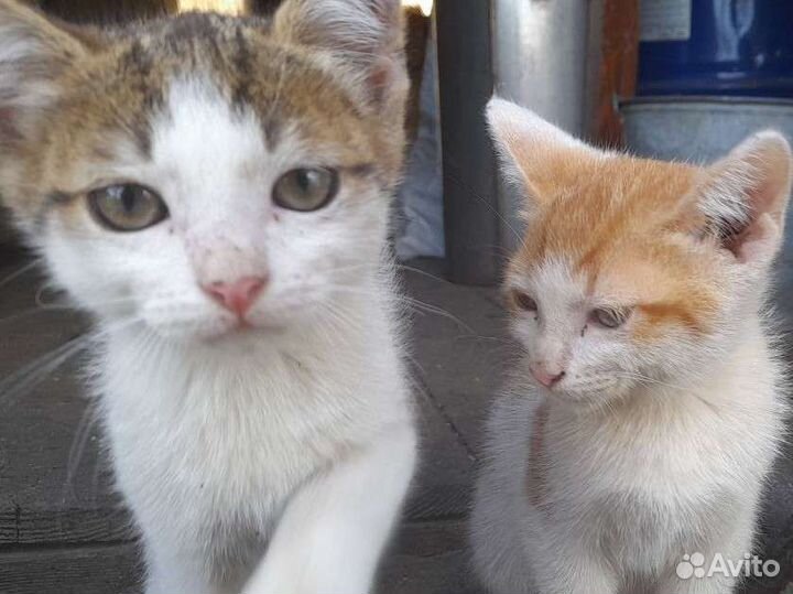 Котята в добрые руки бесплатно