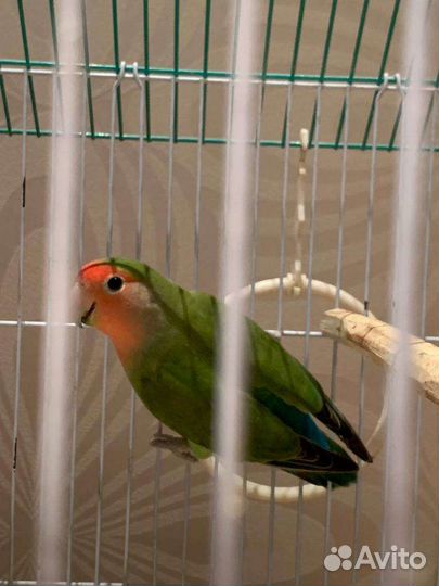 Неразлучник птенец