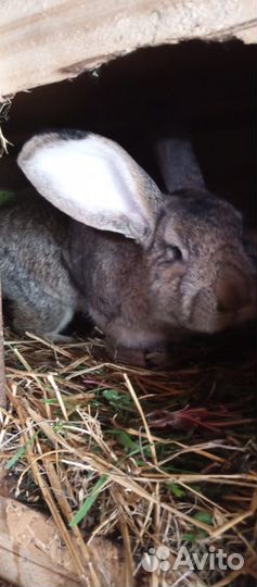 Кролики мясных пород серый великан