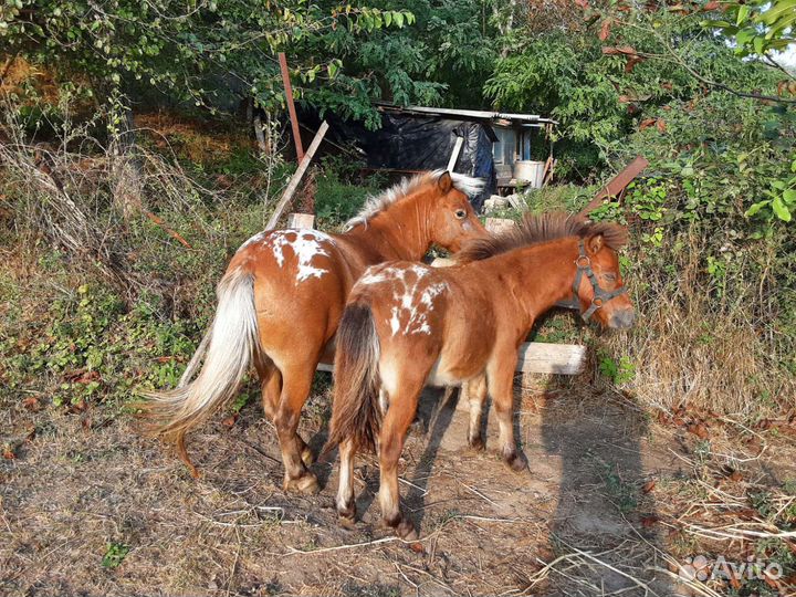 Пони жеребёнок