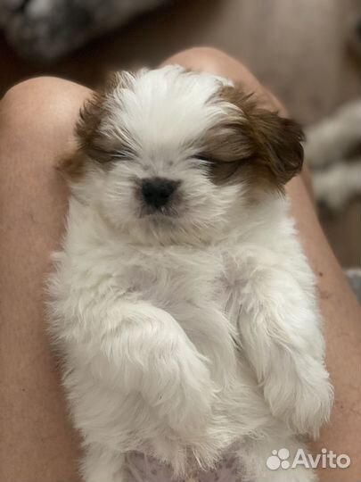 Маленькая собака