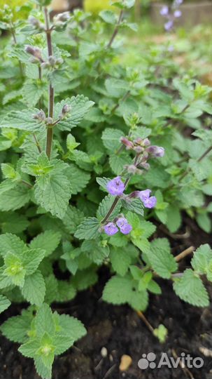 Котовник Фассени 