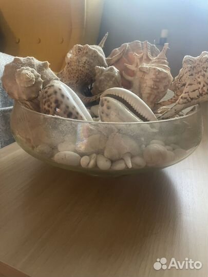 Морские ракушки раковины большие