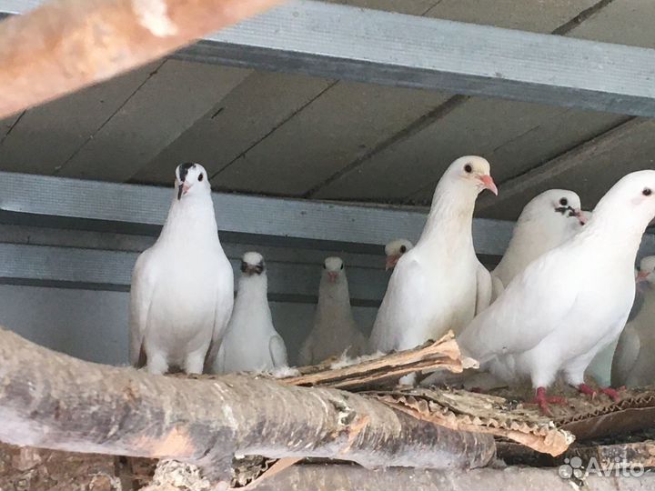 Голуби бакинцы + павлины