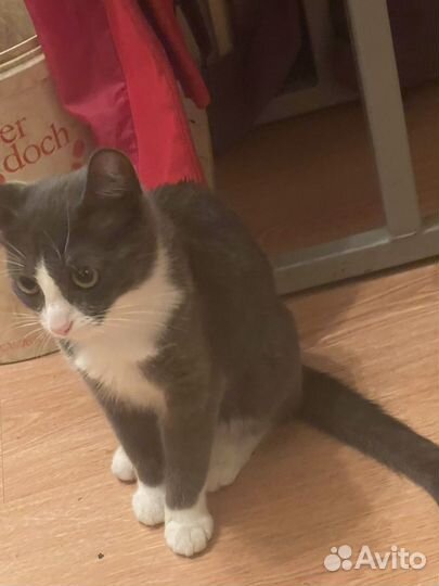 Кошка в дар