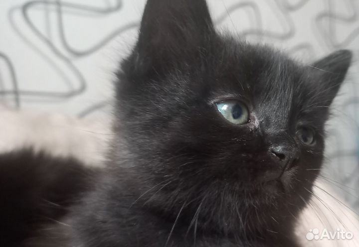 Котёнок 1,5 месяца