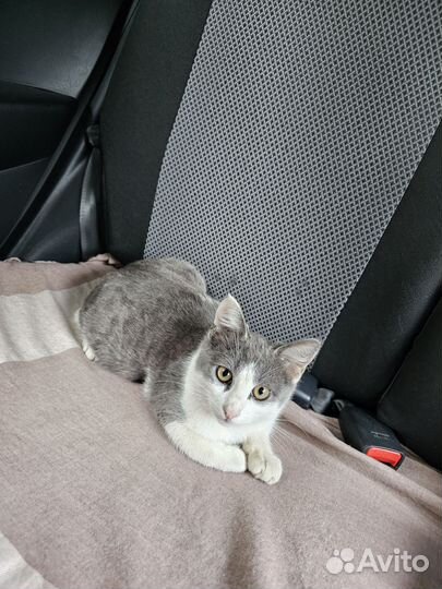 Кошки в добрые руки бесплатно