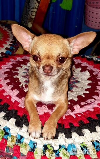 Вязка чихуахуа