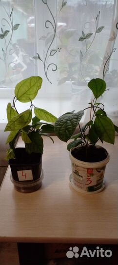 Комнатные растения