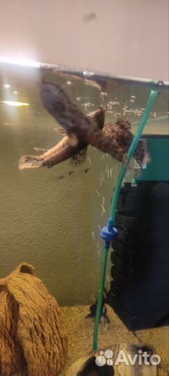 Сом Таракатум