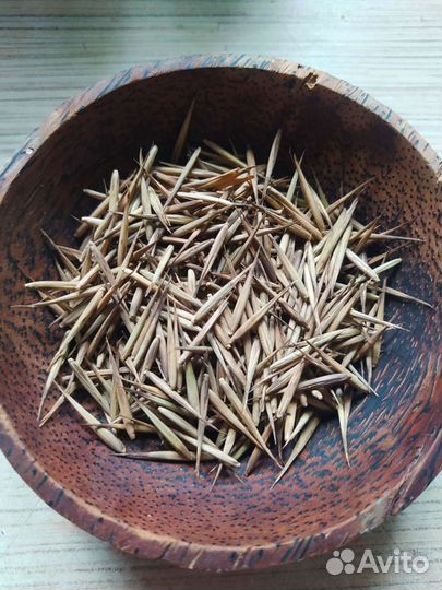 Бамбук Мосо Phyllostachys edulis саженцы семена