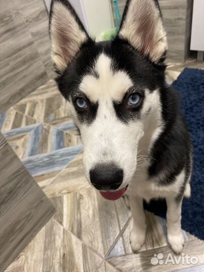 Хаски в добрые руки