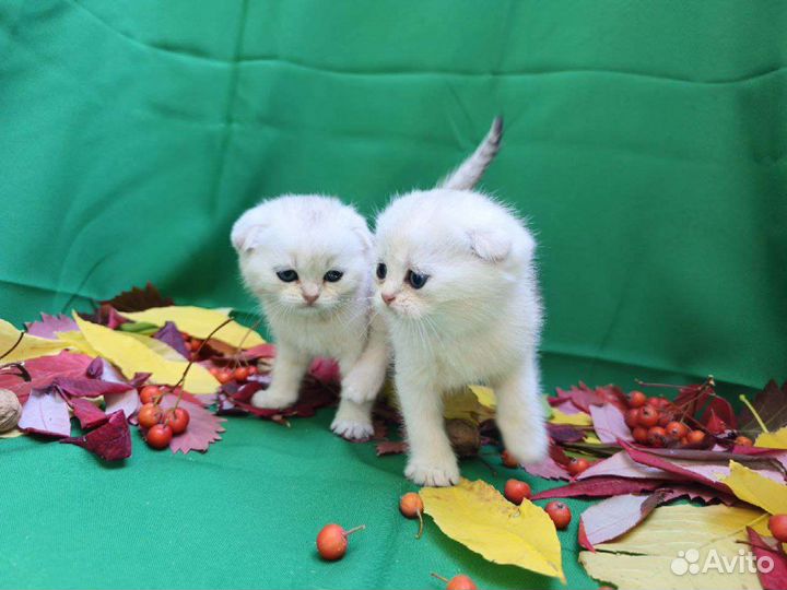 Шотландские котята