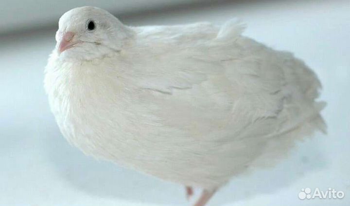 Продам перепелок несушек Техасцы