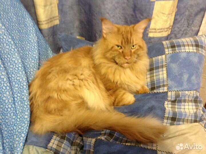 Жду кошечку