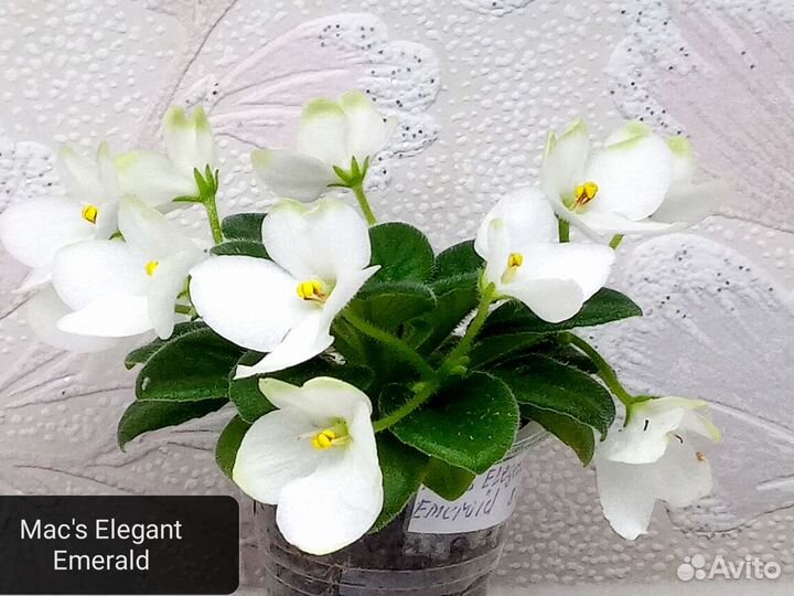 Сортовые фиалки