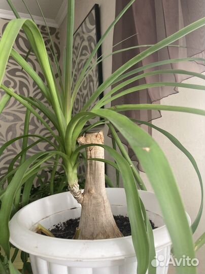 Бокарнея Нолина