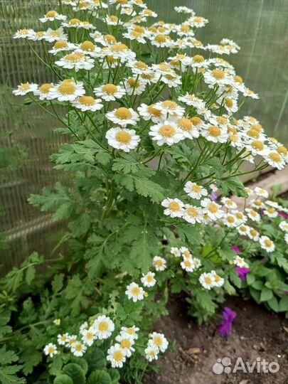 Ромашка мелкая