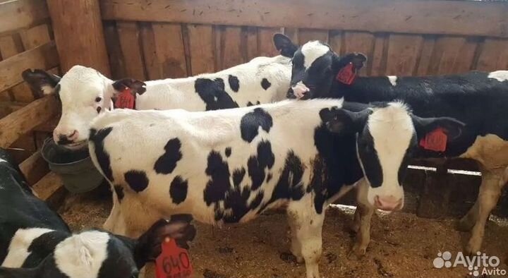 Телята бычки