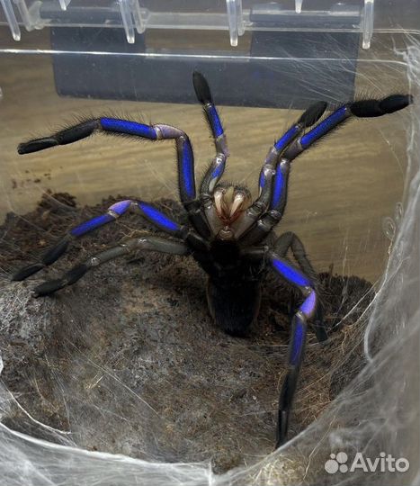 Паук птицеед Голиаф