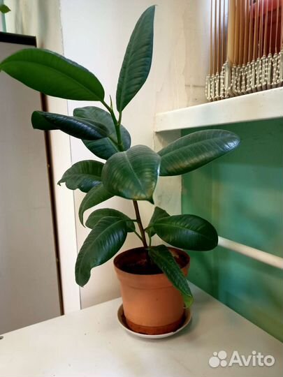 Фикус каучуконосный