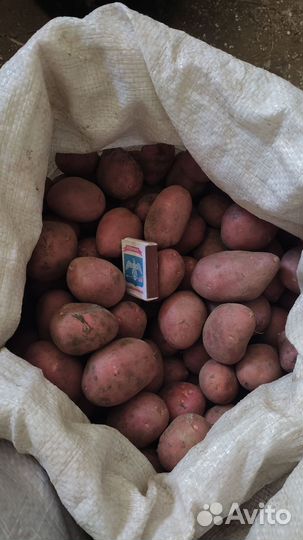 Семенной картофель Алладин