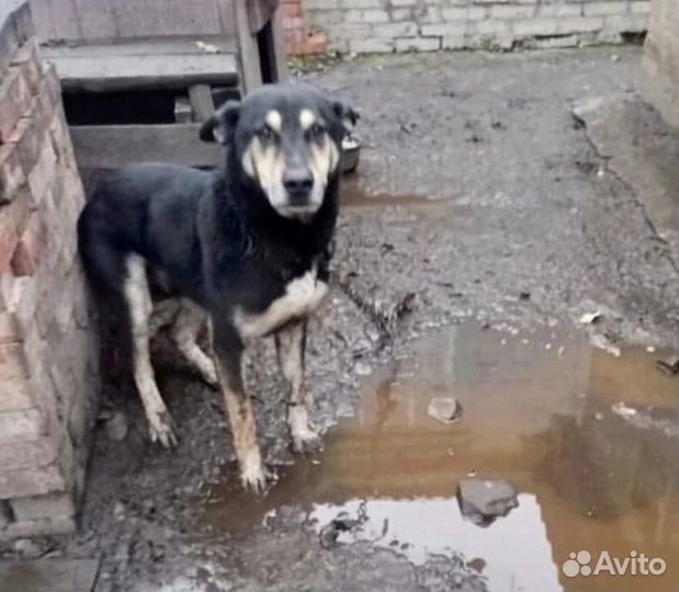 Пёс, спасенный от смерти, добрый и общительный
