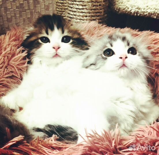 Котята хайленд фолд