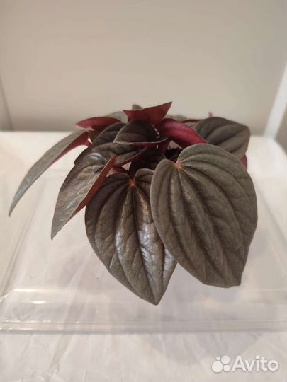 Керамический горшок.Пеперомии Милано. Лилиан