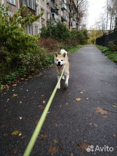 Выгул собак