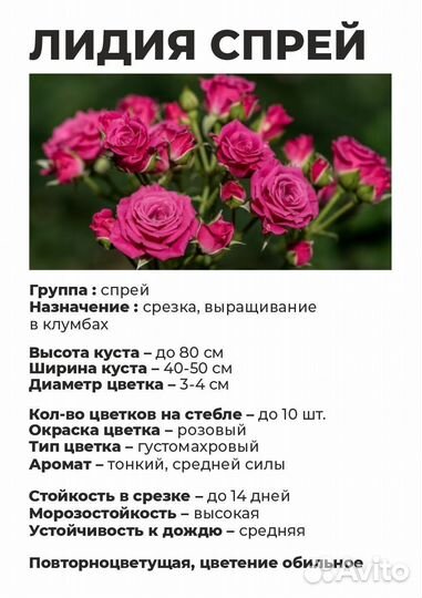 Саженцы роз (1 часть)