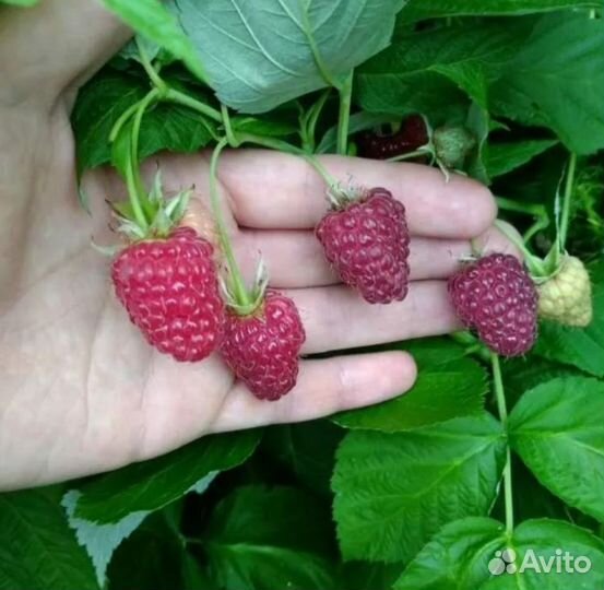 Ремонтантная малина