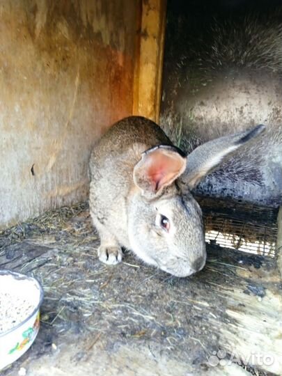 Кролы породы, Фландр, Строкач