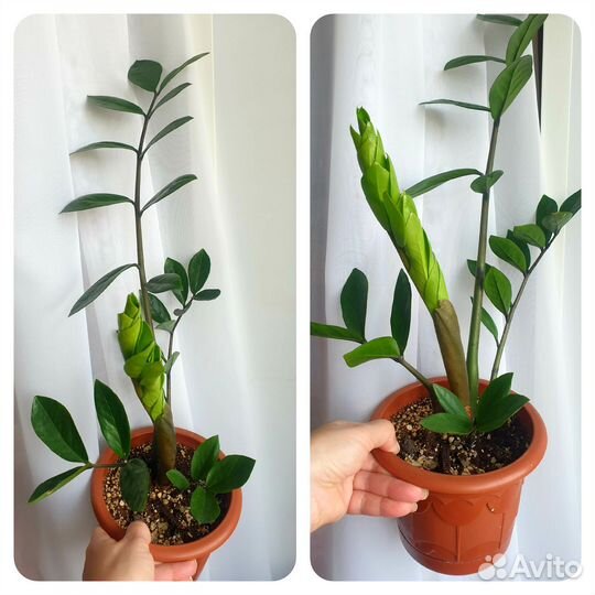 Замиокулькас, Драцена